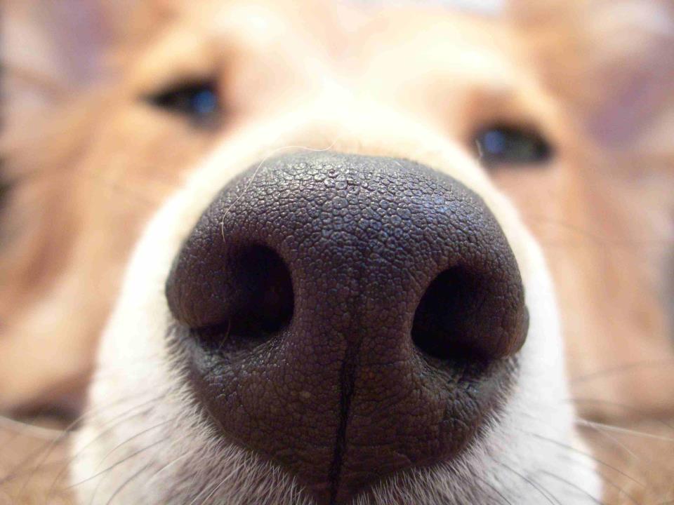 Dog's Nose and Smell, Dog Sniff