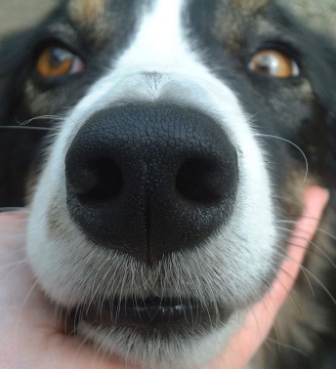 Dog's Nose and Smell, Dog Sniff