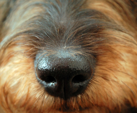 Dog's Nose and Smell, Dog Sniff
