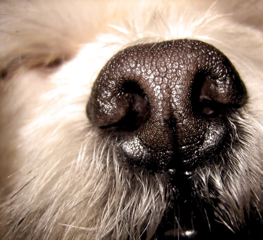 Dog Smell House, Carpet, Odour, Dog's Nose
