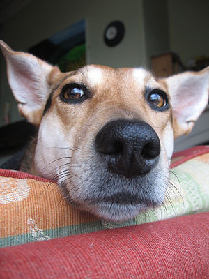 Dog Smell House, Carpet, Odour, Dog's Nose