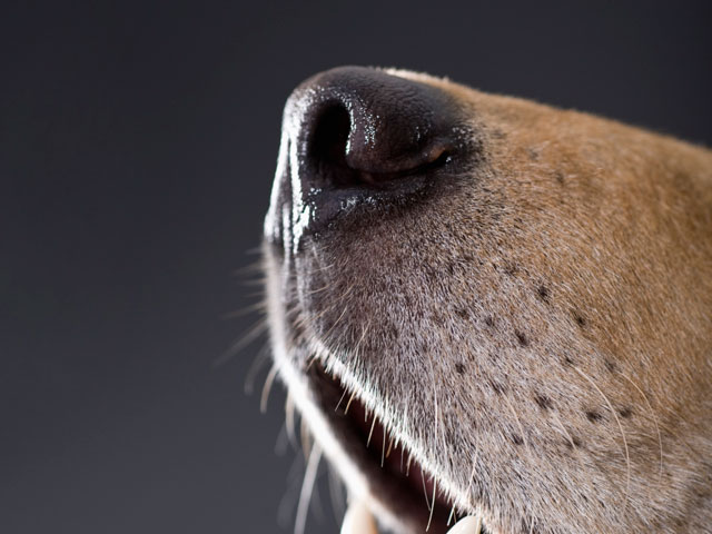 Dog's Smell and Sniff - Cancer, Narcotics, Wound Body, Corps