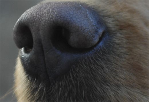 How to Remove Dog Smell House, Carpet, Odour, Dog's Nose