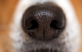 dog puppy smell sniff and odour