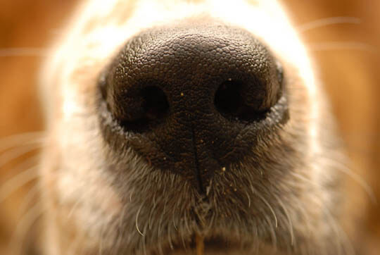 How to Remove Dog Smell House, Carpet, Odour, Dog's Nose