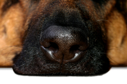 Dog's Smell and Sniff - Cancer, Narcotics, Wound Body, Corps
