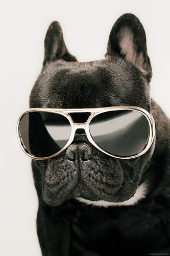 SunGlasses For Dogs
