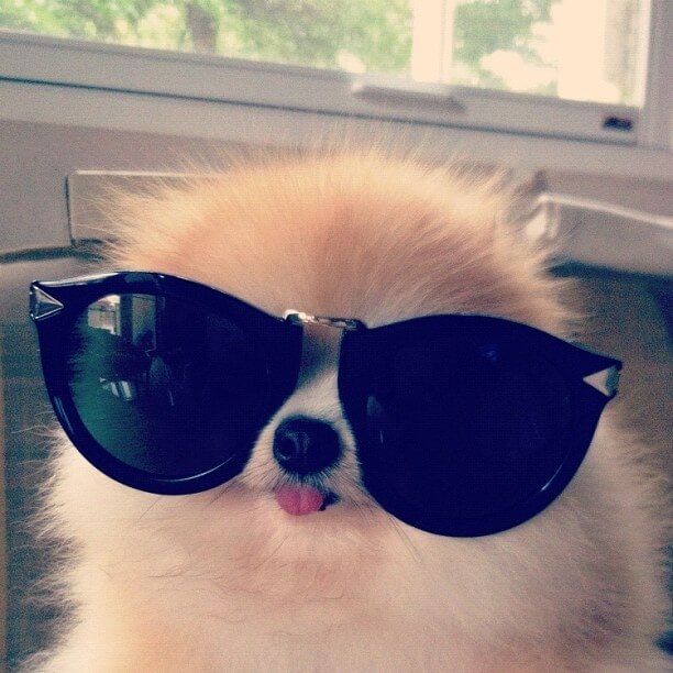 SunGlasses For Dogs