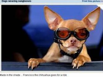 Glasses For Dogs