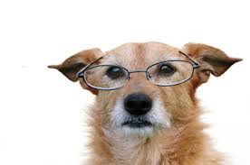Dog Glasses