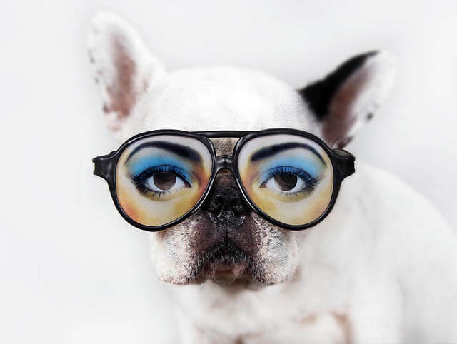 Dog store sunglasses petsmart