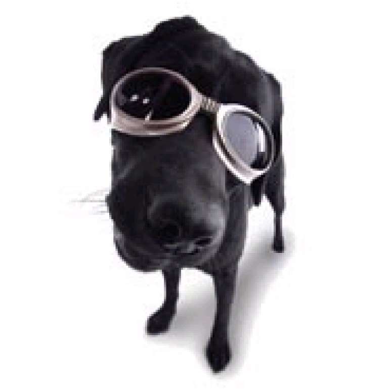 Dog Glasses