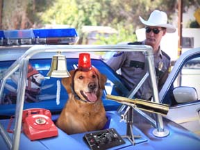 DOG POLICE, K9, MEDICINE AND LAW CAREERS and WORK