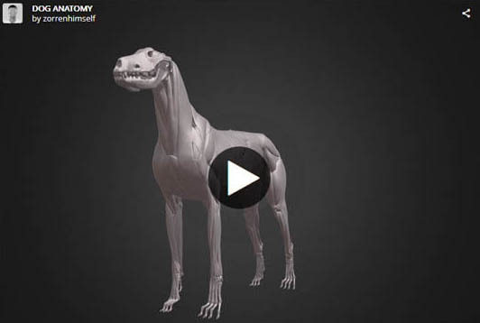 DOG ANATOMY