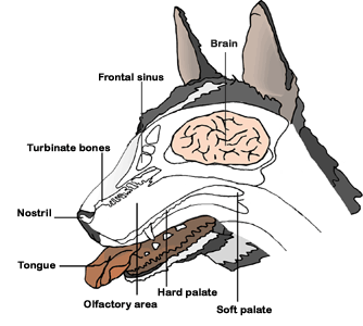 Dog Head Structure