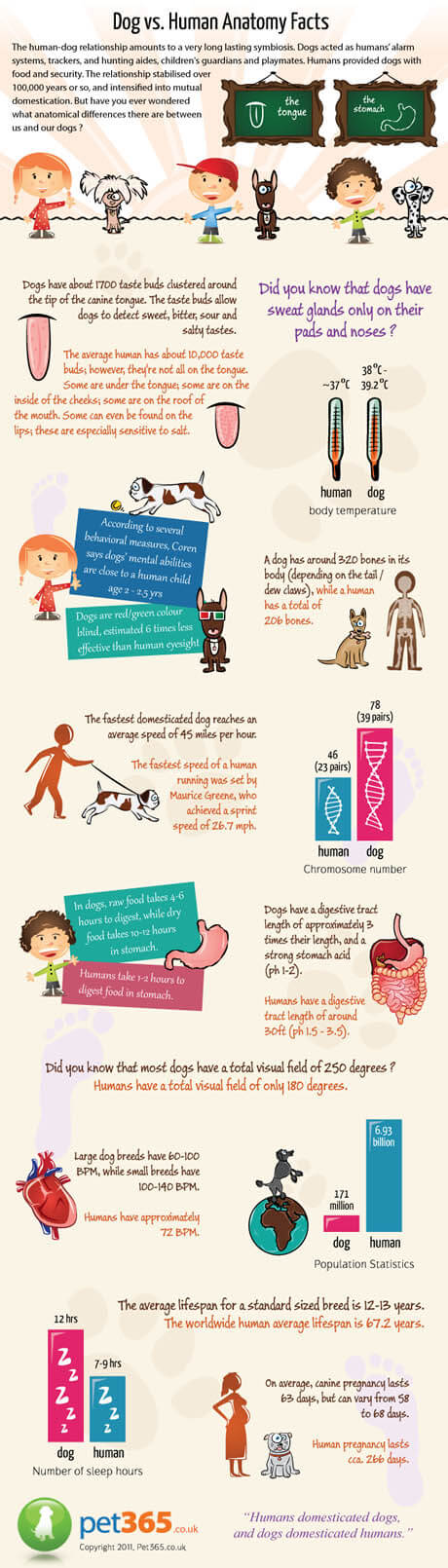 DOG VS HUMAN ANATOMY INFOGRAPHICS - PRESS TO SEE IN FULL SIZE !!!