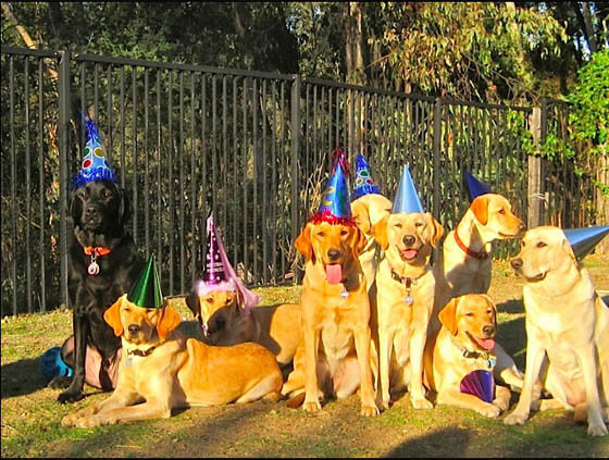 DOG PUPPY BIRTHDAY PARTY