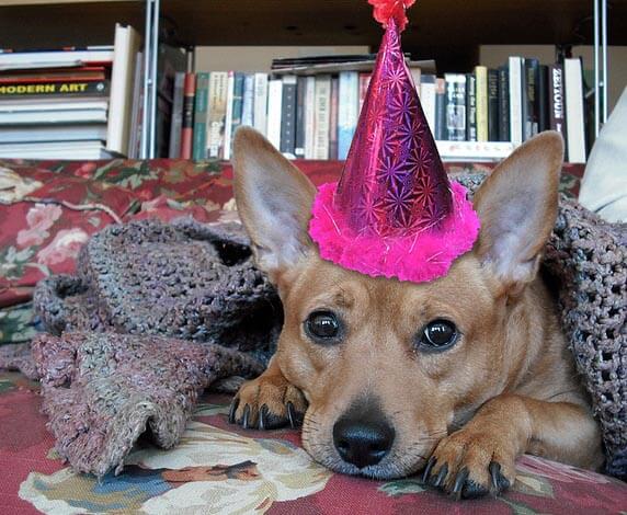 DOG BIRTHDAY PARTY SAFETY TIPS