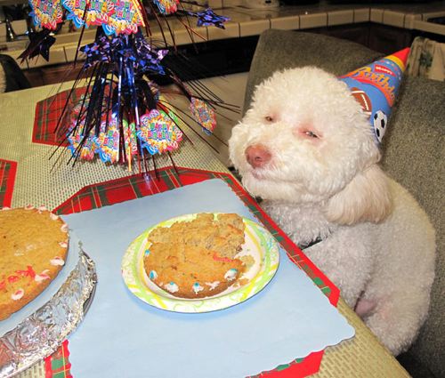 DOG BIRTHDAY PARTY SAFETY TIPS