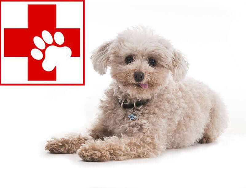 DOG FIRST AID, DOG MEDICINE, DOG VETERINARY