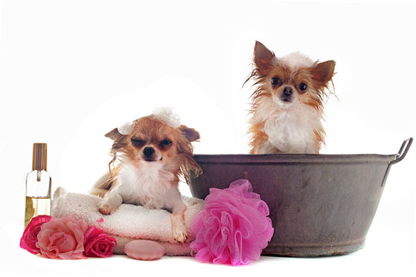 DOG and PUPPY BATH