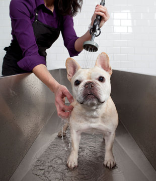 Dog Bath