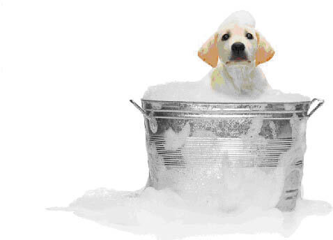 DOG BATH