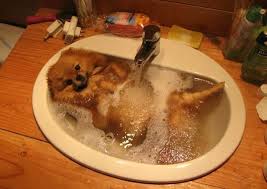 DOG and PUPPY BATH