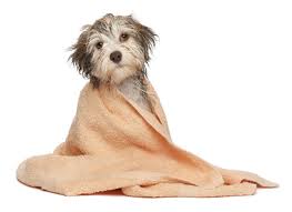 DOG BATH