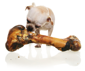 Dog chews bones