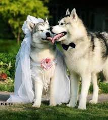 DOG and PUPPY LOVE, WEDDING and MARRIAGE