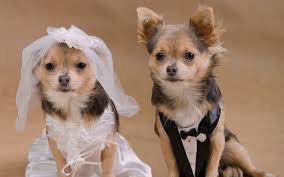 DOG and PUPPY LOVE, WEDDING and MARRIAGE