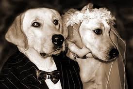 DOG and PUPPY LOVE, WEDDING and MARRIAGE