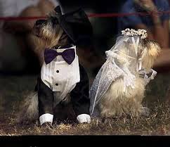 DOG and PUPPY LOVE, WEDDING and MARRIAGE