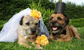 DOG and PUPPY LOVE, WEDDING and MARRIAGE