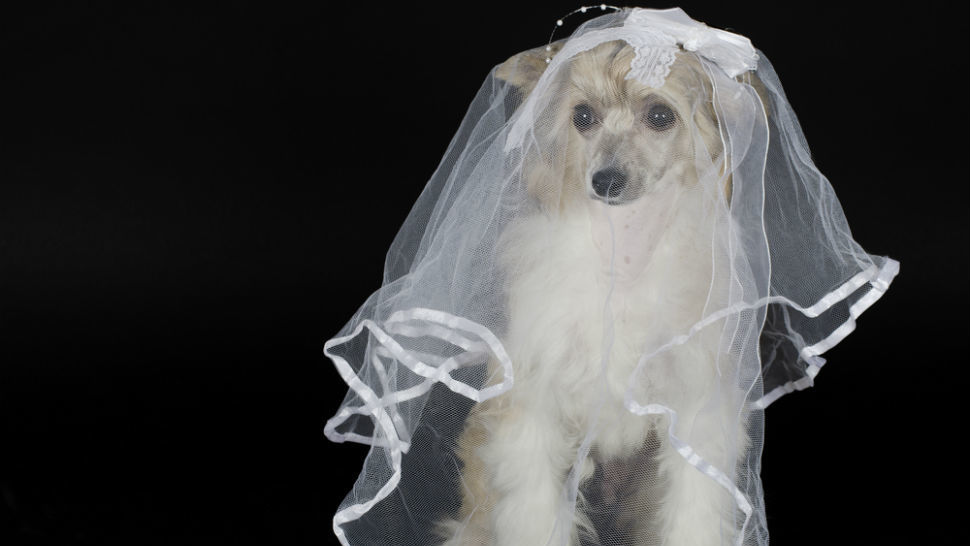 DOG and PUPPY LOVE, WEDDING and MARRIAGE