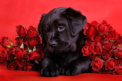 VALENTINE DOG and PUPPY CARDS and GIFTS, LOVE, WEDDING and MARRIAGE