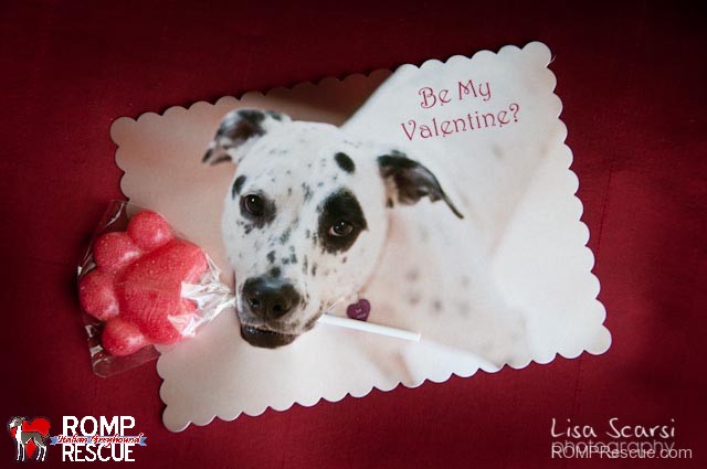 ORDER and BUY ONLINE VALENTINE DOG and PUPPY CARDS and GIFTS, LOVE, WEDDING and MARRIAGE