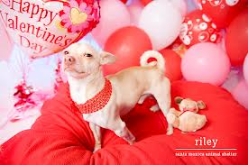 VALENTINE DOG and PUPPY CARDS and GIFTS, LOVE, WEDDING and MARRIAGE