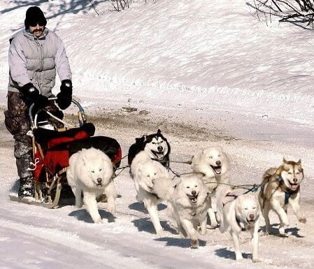 DOG WORK