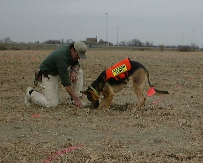 Dog Work, Career, Rescue Dogs