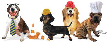 Dog Work, Career, Rescue Dogs