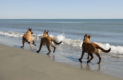 DOGS AT BEACH