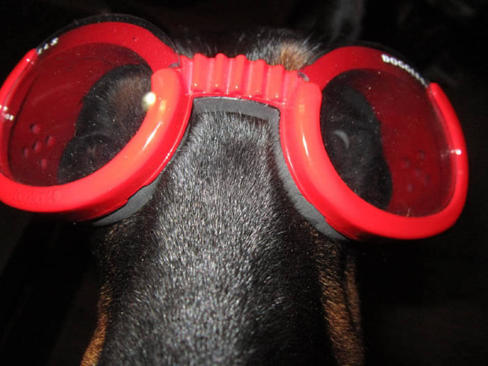 SunGlasses For Dogs