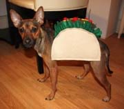 DOG COSTUME