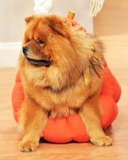 DOG COSTUME
