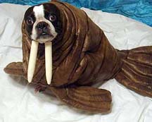 DOG COSTUME