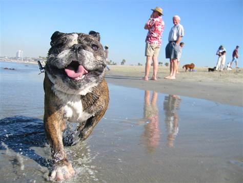 DOG BEACH SEASHORE