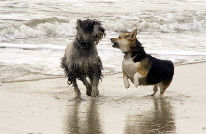 DOG BEACH