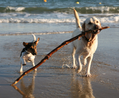 DOG BEACH